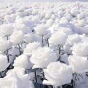 ヒメ日記 2025/04/29 06:05 投稿 花奈美（かなみ） 熟女の風俗最終章 大宮店