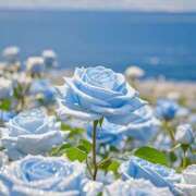 ヒメ日記 2025/04/29 17:25 投稿 花奈美（かなみ） 熟女の風俗最終章 大宮店