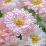 ヒメ日記 2025/04/30 05:45 投稿 花奈美（かなみ） 熟女の風俗最終章 大宮店