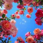 ヒメ日記 2025/05/05 16:45 投稿 花奈美（かなみ） 熟女の風俗最終章 大宮店