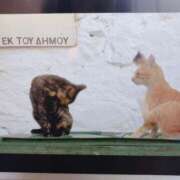 ヒメ日記 2025/01/17 16:26 投稿 いち 吉原ファーストレディ