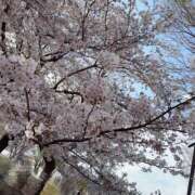 ヒメ日記 2025/03/30 16:26 投稿 いち 吉原ファーストレディ