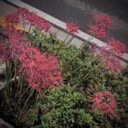 ヒメ日記 2025/10/02 17:36 投稿 いち 吉原ファーストレディ