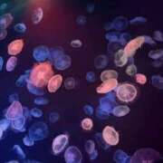 ヒメ日記 2025/12/10 21:16 投稿 いち 吉原ファーストレディ