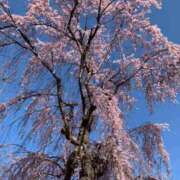 ヒメ日記 2025/05/01 08:33 投稿 柊　れい タッチVIP