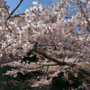 ヒメ日記 2025/05/06 08:42 投稿 柊　れい タッチVIP