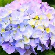 ヒメ日記 2025/07/08 08:27 投稿 柊　れい タッチVIP