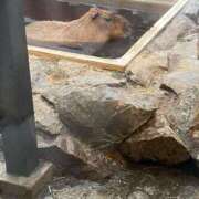 ヒメ日記 2026/03/08 07:18 投稿 柊　れい タッチVIP