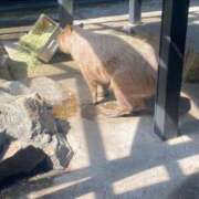 ヒメ日記 2026/04/16 18:57 投稿 柊　れい タッチVIP