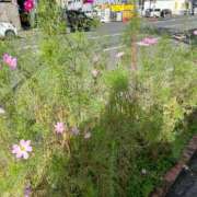 ヒメ日記 2025/09/23 08:54 投稿 永瀬　遥 タッチVIP