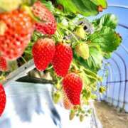 ヒメ日記 2025/02/11 13:15 投稿 生田 結衣 絢(あや)