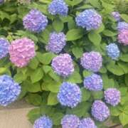 ヒメ日記 2025/06/09 17:53 投稿 まりあ Club Paradise（クラブパラダイス）