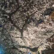 ヒメ日記 2026/04/03 15:43 投稿 まりあ Club Paradise（クラブパラダイス）