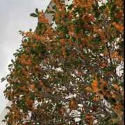 ヒメ日記 2025/11/18 16:30 投稿 ゆりこ ご近所物語