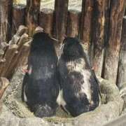 ヒメ日記 2026/02/05 01:04 投稿 あみか スピード梅田店