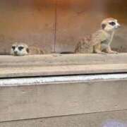 あみか あみか（スピード梅田店） スピード梅田店