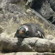 あみか あみか（スピード梅田店） スピード梅田店