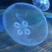 ヒメ日記 2025/11/06 00:28 投稿 みぃみ クラブハート