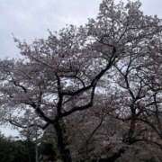 ヒメ日記 2025/05/08 23:50 投稿 くれん Triple Pink(トリプルピンク)