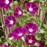 ヒメ日記 2025/07/07 07:41 投稿 りょう 倶楽部愛