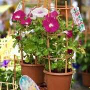 ヒメ日記 2025/07/08 07:19 投稿 りょう 倶楽部愛