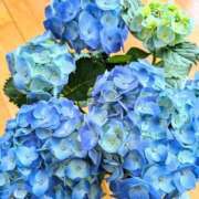 ヒメ日記 2025/06/24 12:32 投稿 あすみ Hip's-group越谷本店