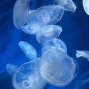 ヒメ日記 2025/01/31 22:55 投稿 CUTE【キュート】 ピンクコレクション大阪キタ店