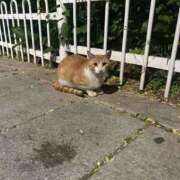 こむぎ こむぎ　新橋 世界のあんぷり亭 新橋店