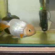 ヒメ日記 2026/01/05 19:13 投稿 尽（つくし） やみつきの館　鶯谷店