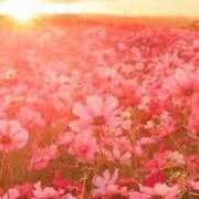 ヒメ日記 2025/06/14 04:42 投稿 山葉（やまのは） 熟女の風俗最終章 名古屋店