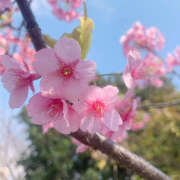 ヒメ日記 2025/04/10 05:59 投稿 知花 HERMINE-エルミネ-