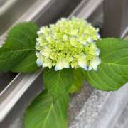 ヒメ日記 2025/05/19 22:37 投稿 知花 HERMINE-エルミネ-