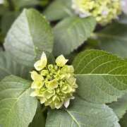 ヒメ日記 2025/05/20 17:23 投稿 知花 HERMINE-エルミネ-