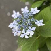 ヒメ日記 2025/05/27 08:31 投稿 知花 HERMINE-エルミネ-