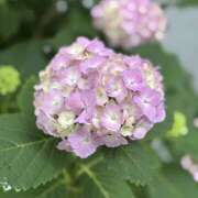 ヒメ日記 2025/05/29 09:03 投稿 知花 HERMINE-エルミネ-