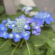 ヒメ日記 2025/05/31 08:27 投稿 知花 HERMINE-エルミネ-