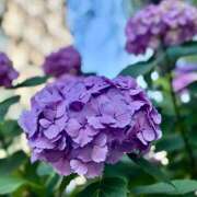 ヒメ日記 2025/06/08 08:42 投稿 知花 HERMINE-エルミネ-