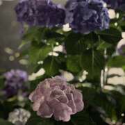 ヒメ日記 2025/06/12 23:15 投稿 知花 HERMINE-エルミネ-