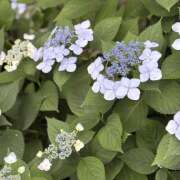 ヒメ日記 2025/06/14 11:07 投稿 知花 HERMINE-エルミネ-