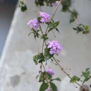 ヒメ日記 2025/06/20 08:53 投稿 知花 HERMINE-エルミネ-