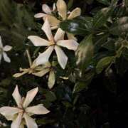 ヒメ日記 2025/06/23 07:35 投稿 知花 HERMINE-エルミネ-