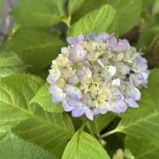 ヒメ日記 2025/06/30 06:21 投稿 知花 HERMINE-エルミネ-