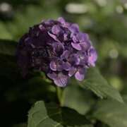 ヒメ日記 2025/07/03 23:29 投稿 知花 HERMINE-エルミネ-