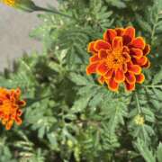 ヒメ日記 2025/07/06 08:33 投稿 知花 HERMINE-エルミネ-