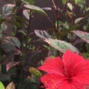 ヒメ日記 2025/07/10 05:54 投稿 知花 HERMINE-エルミネ-