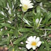 ヒメ日記 2025/07/16 23:15 投稿 知花 HERMINE-エルミネ-