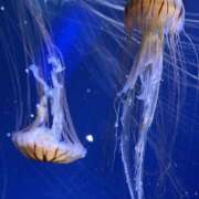 ヒメ日記 2025/08/02 22:11 投稿 知花 HERMINE-エルミネ-