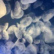 ヒメ日記 2025/08/08 08:29 投稿 知花 HERMINE-エルミネ-