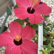 ヒメ日記 2025/08/25 11:02 投稿 知花 HERMINE-エルミネ-