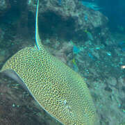 ヒメ日記 2025/09/11 23:17 投稿 知花 HERMINE-エルミネ-